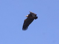 Rüppell's Vulture (Gyps rueppelli)