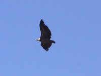 Rüppell's Vulture (Gyps rueppelli)