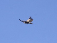 Rüppell's Vulture (Gyps rueppelli)