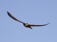 Lanner Falcon (Falco biarmicus)