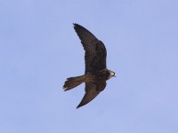 Lanner Falcon (Falco biarmicus)