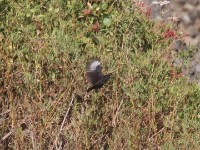 Rüppell's Black Chat (Myrmecocichla melaena)