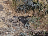 Hemprich's Hornbill (Lophoceros hemprichii)