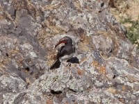 Hemprich's Hornbill (Lophoceros hemprichii)