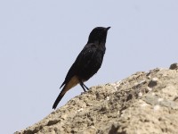 Abyssinian Wheatear (Oenanthe lugubris)