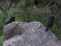 Rüppell's Black Chat (Myrmecocichla melaena)