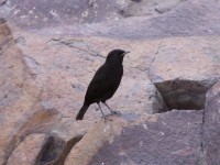Rüppell's Black Chat (Myrmecocichla melaena)