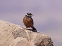 Cinnamon-breasted Bunting (Emberiza tahapisi)