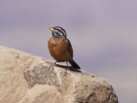Cinnamon-breasted Bunting (Emberiza tahapisi)