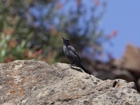 Blue Rock Thrush (Monticola solitarius)
