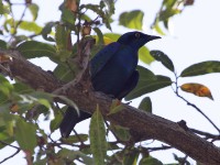 Lesser Blue-eared Starling (Lamprotornis chloropterus)