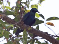 Lesser Blue-eared Starling (Lamprotornis chloropterus)