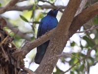 Lesser Blue-eared Starling (Lamprotornis chloropterus)