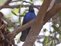 Lesser Blue-eared Starling (Lamprotornis chloropterus)
