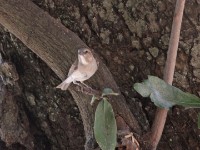 Bush Petronia (Gymnoris dentata)