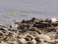 African Pied Wagtail (Motacilla aguimp)