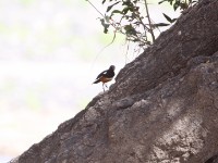 Mocking Cliff Chat (Thamnolaea cinnamomeiventris)