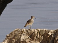 Senegal Thick-knee (Burhinus senegalensis)