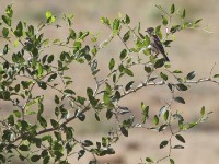 Speckle-fronted Weaver (Sporopipes frontalis)