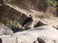 Woolly-necked Stork (Ciconia episcopus)