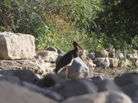 Black Stork (Ciconia nigra)