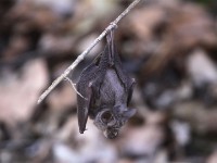 Bat sp.