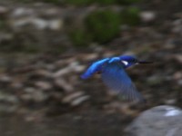 Half-collared Kingfisher (Alcedo semitorquata)