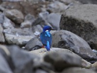 Half-collared Kingfisher (Alcedo semitorquata)