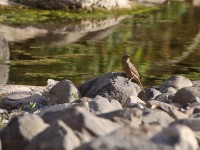 Ortolan Bunting (Emberiza hortulana)