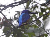 Half-collared Kingfisher (Alcedo semitorquata)