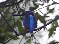 Half-collared Kingfisher (Alcedo semitorquata)