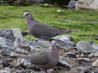 Red-eyed Dove (Streptopelia semitorquata)