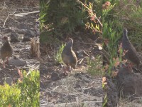 Harwood's Francolin (Pternistis harwoodi)