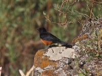 Mocking Cliff Chat (Thamnolaea cinnamomeiventris)