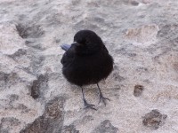 Rüppell's Black Chat (Myrmecocichla melaena)