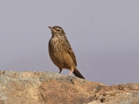 Long-billed Pipit (Anthus similis)