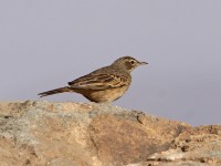 Long-billed Pipit (Anthus similis)