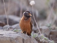 Cinnamon-breasted Bunting (Emberiza tahapisi)