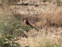 Common Kestrel (Falco tinnunculus)