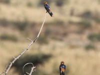 Lesser Striped Swallow (Cecropis abyssinica)