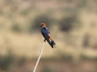 Lesser Striped Swallow (Cecropis abyssinica)