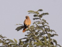 Fox Kestrel (Falco alopex)