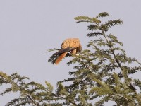 Fox Kestrel (Falco alopex)