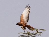 Fox Kestrel (Falco alopex)