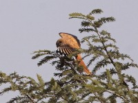 Fox Kestrel (Falco alopex)
