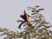 Fox Kestrel (Falco alopex)