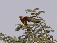 Fox Kestrel (Falco alopex)