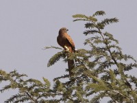 Fox Kestrel (Falco alopex)