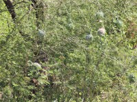 Weaver's nests