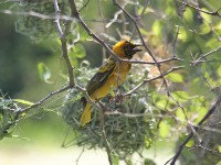 Village Weaver (Ploceus cucullatus)